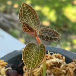 Anoectochilus Albolineatus