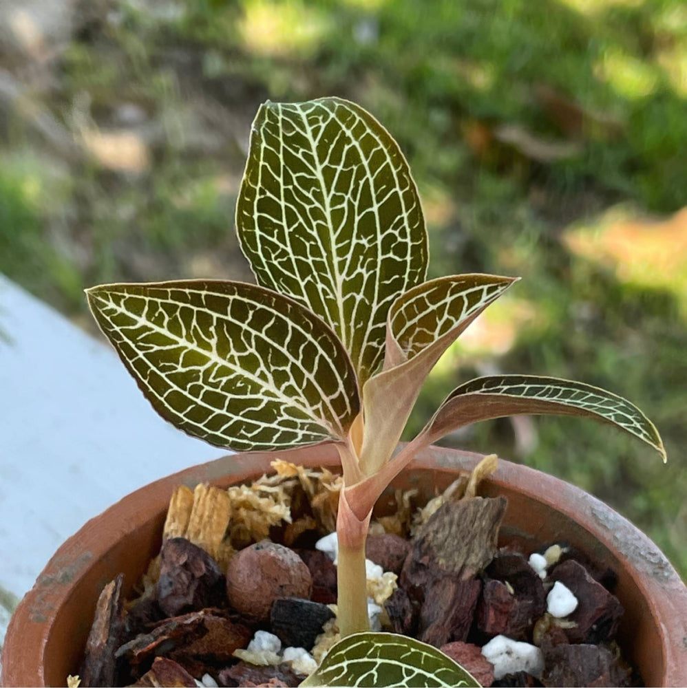 Ludochilus Poly