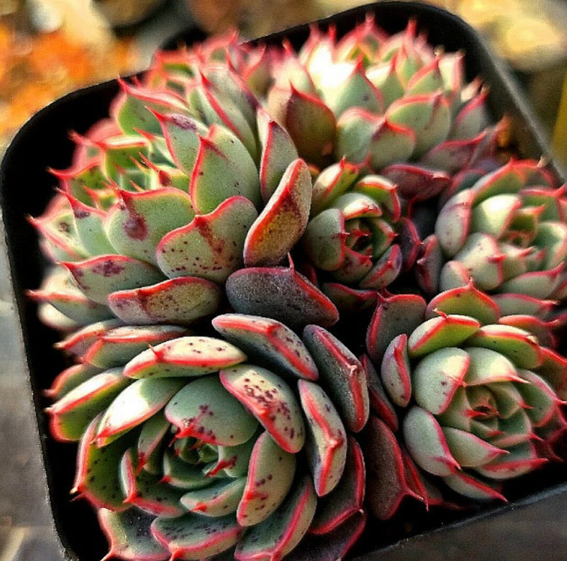 Echeveria Miraclen – Cedar Creek Farmhouse