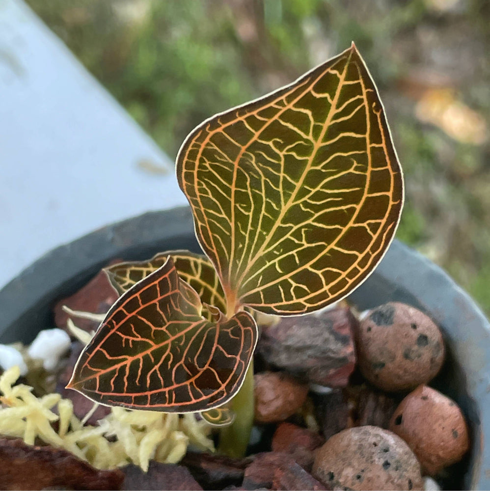 Anoectochilus Roxburghii