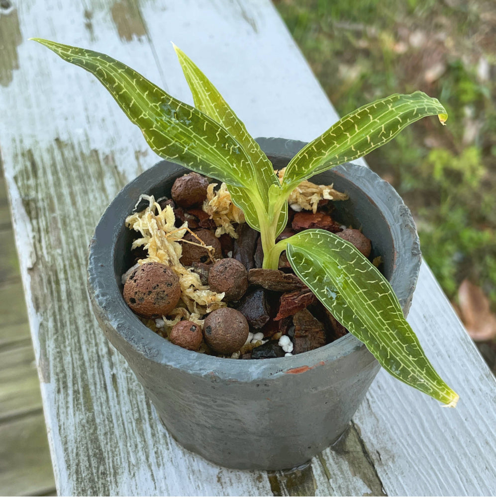 Goodyeara Malipoensis