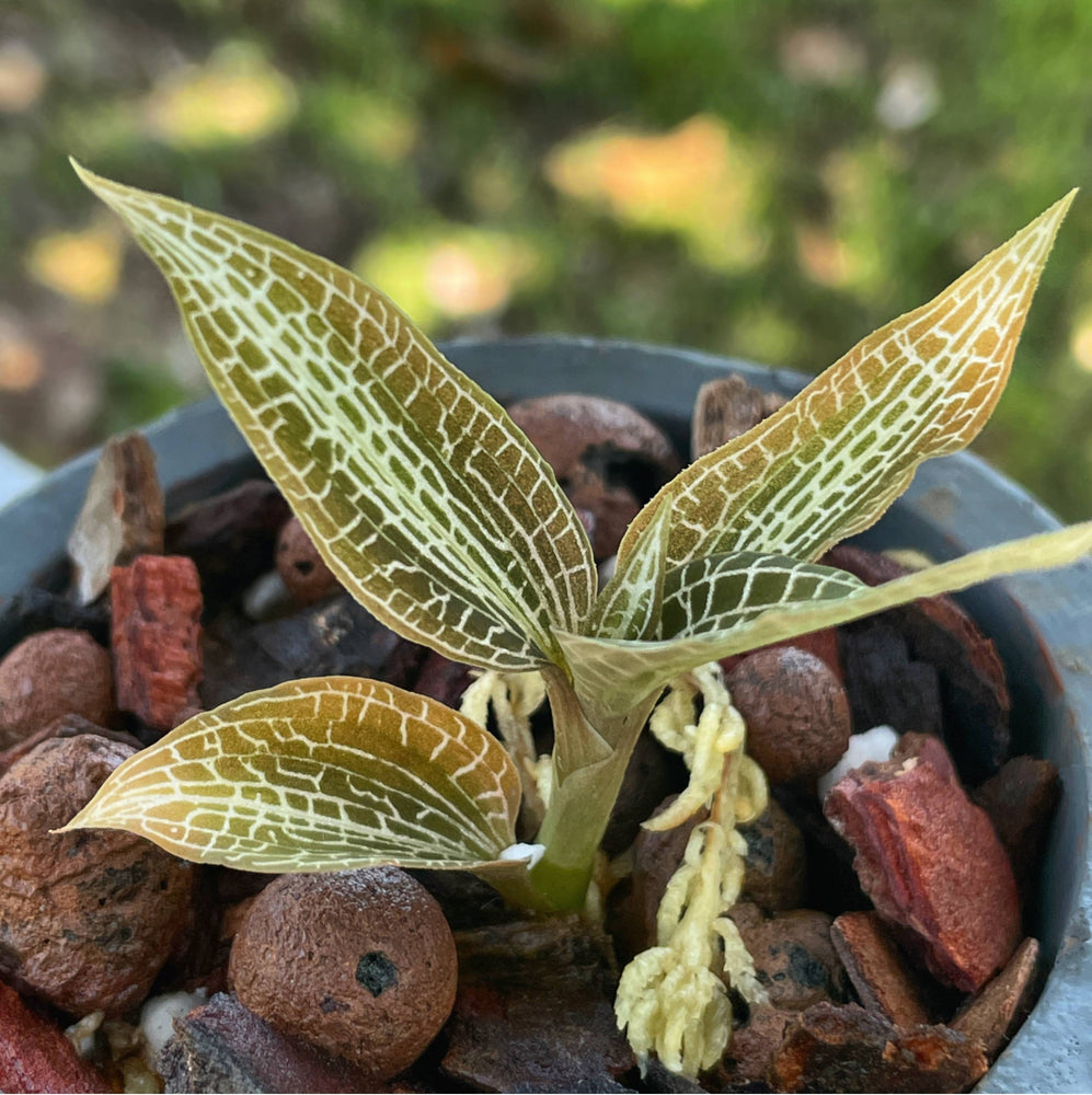 Goodyeara Hispida