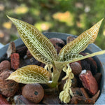 Goodyeara Hispida