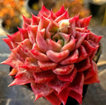 Echeveria Shani