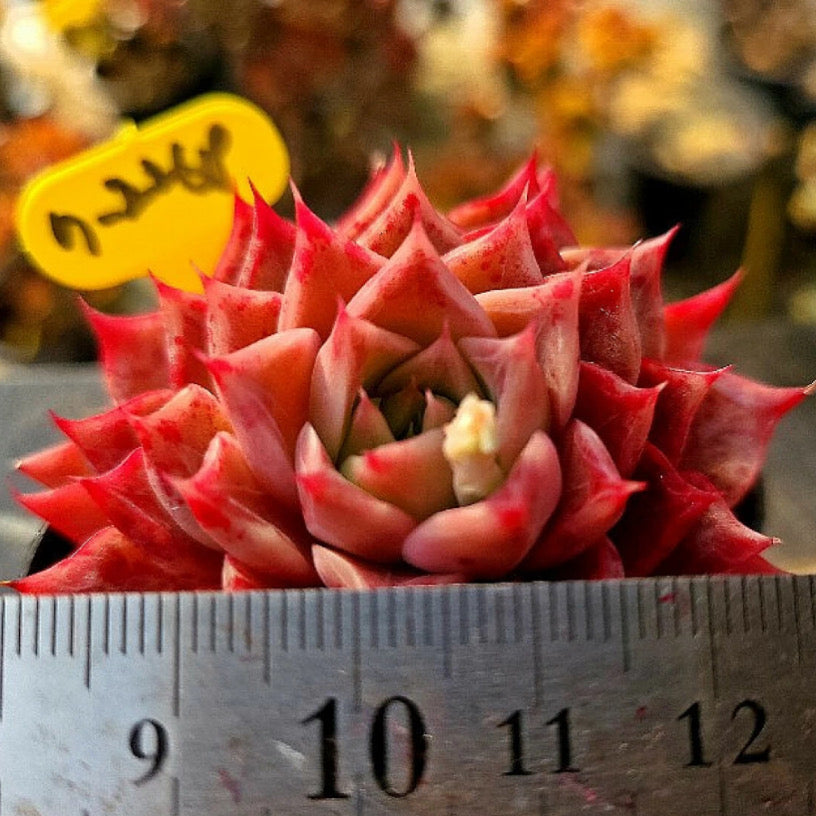 Echeveria Shani