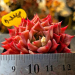 Echeveria Shani