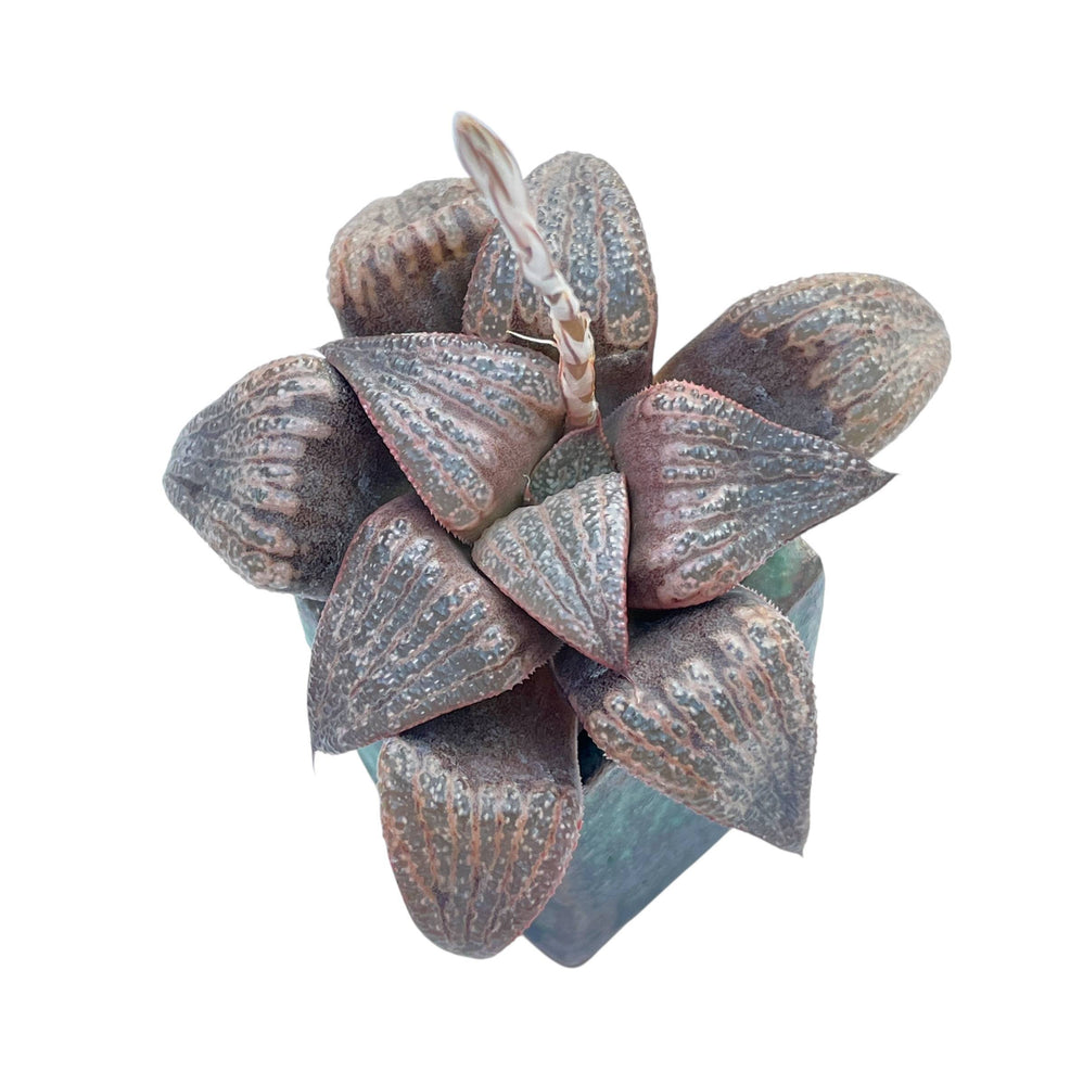 Haworthia Splendens Michelle