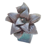 Haworthia Splendens Hybrid