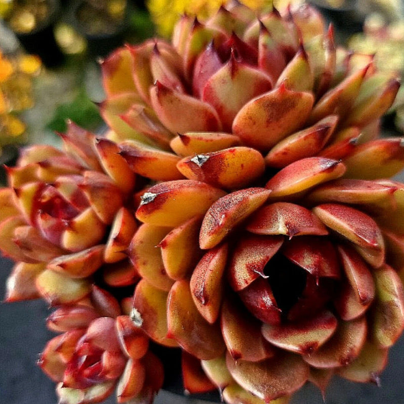 Echeveria Eclipse