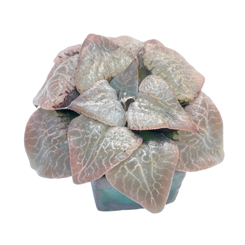 Haworthia Bayeri Hybrid