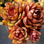 Echeveria Eclipse