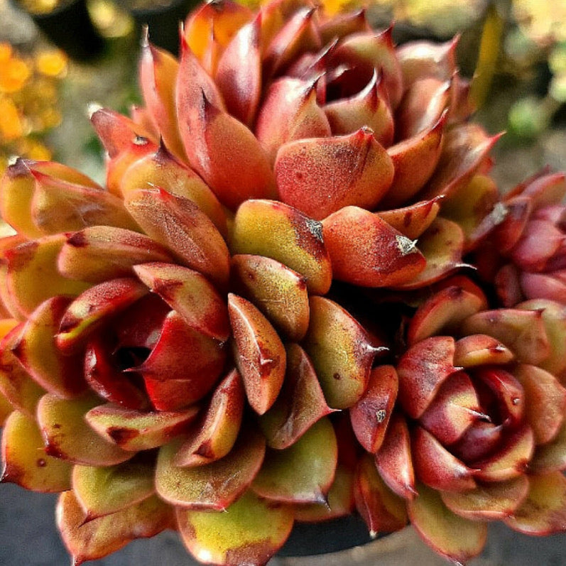 Echeveria Eclipse