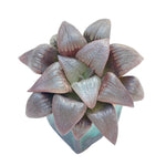 Haworthia Atrofusca Hybrid
