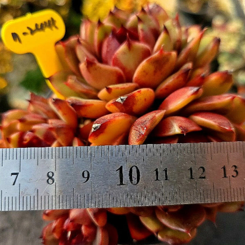 Echeveria Eclipse