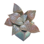 Haworthia Comptoniana cv Crystal