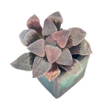 Haworthia Pygmaea Hybrid