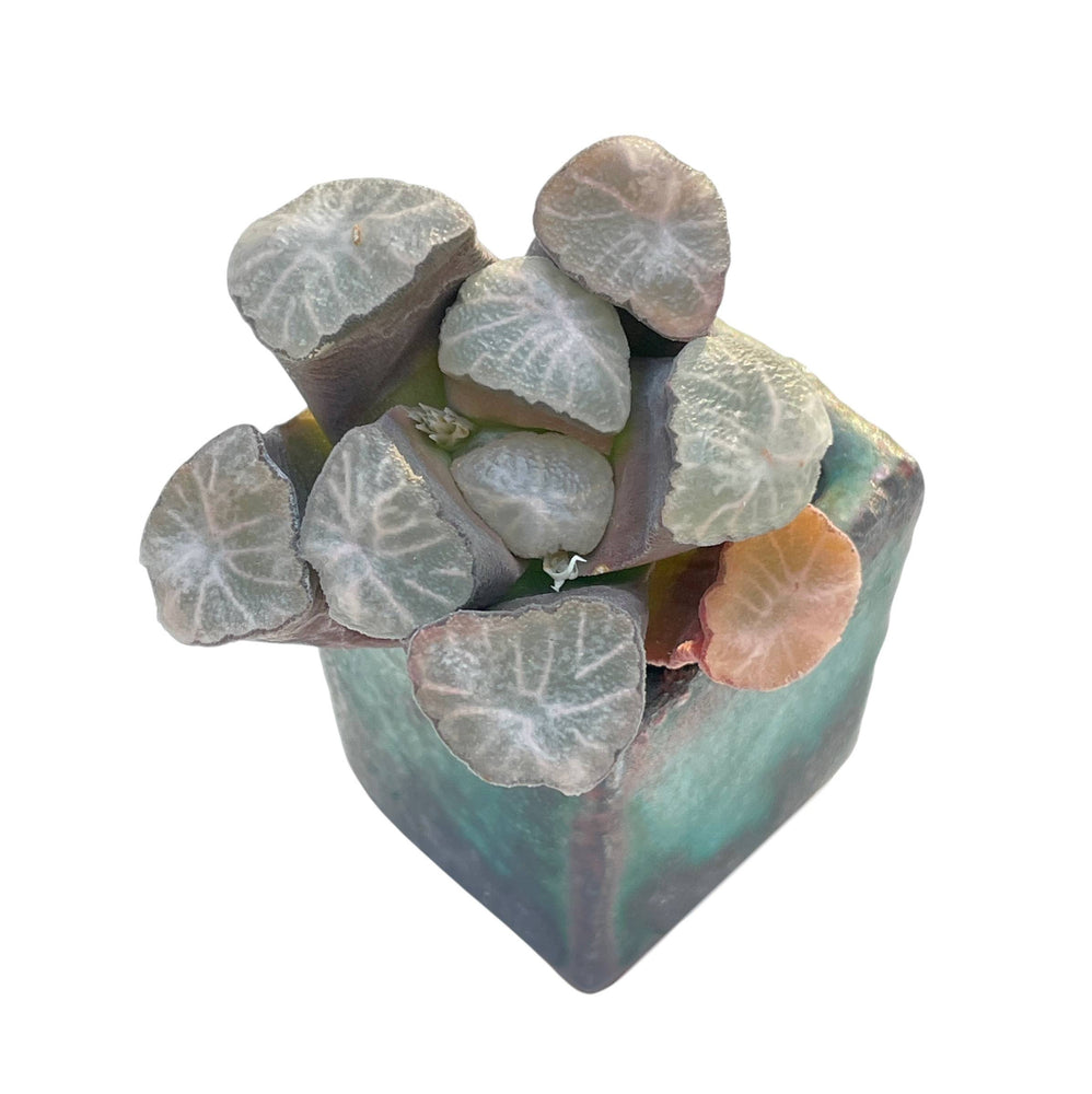 Haworthia Maughanii Hybrid
