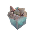 SPECIAL! JUST CART! Haworthia Splendens Hybrid