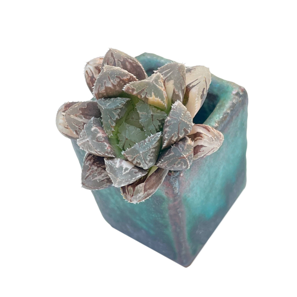 Haworthia Cooperi Hybrid 'Hongamgeum'