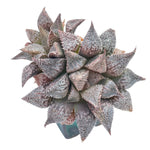 Haworthia Hakuma