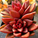 Echeveria Pine Rose