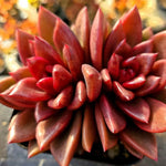 Echeveria Pine Rose