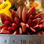 Echeveria Pine Rose