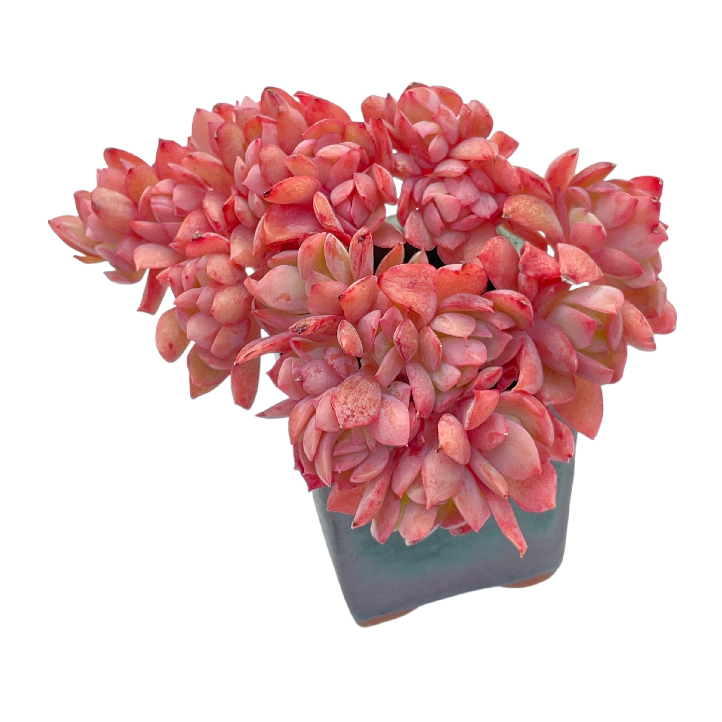 luella succulent Echeveria Luella, Cristata – Cedar Creek Farmhouse