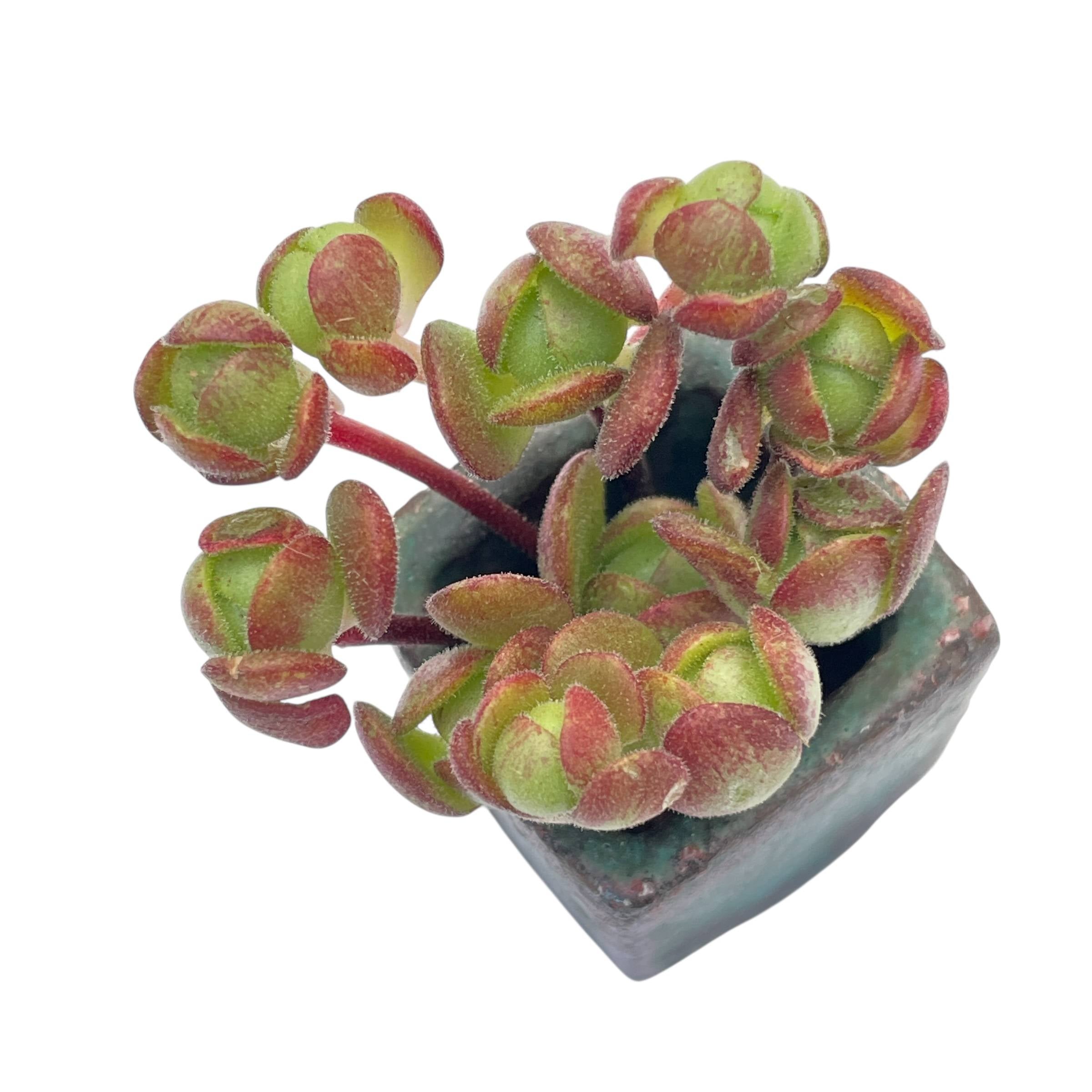 rogersii succulent Crassula Rogersii f. Variegata – Cedar Creek Farmhouse