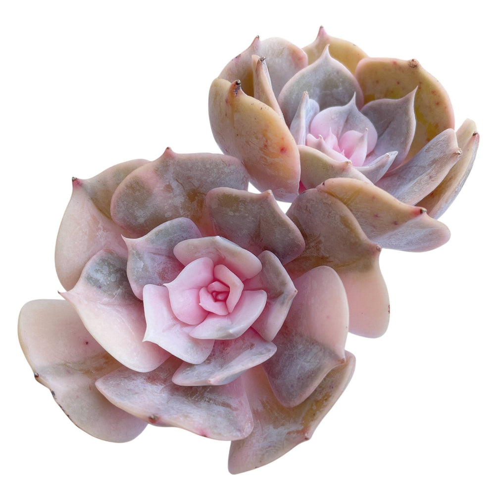 Echeveria Pollux, Variegated Double