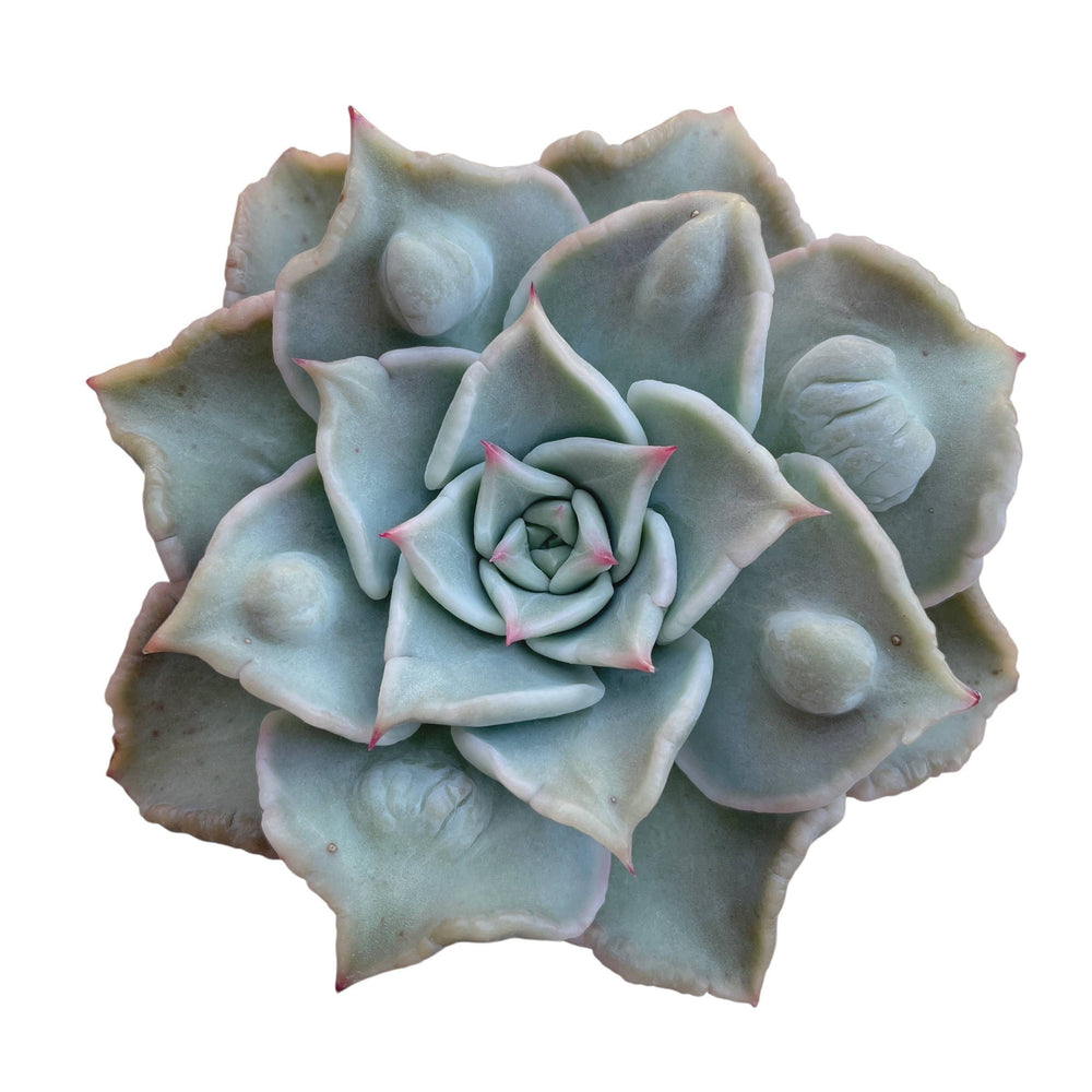 Echeveria Madiba, Carunculated Form