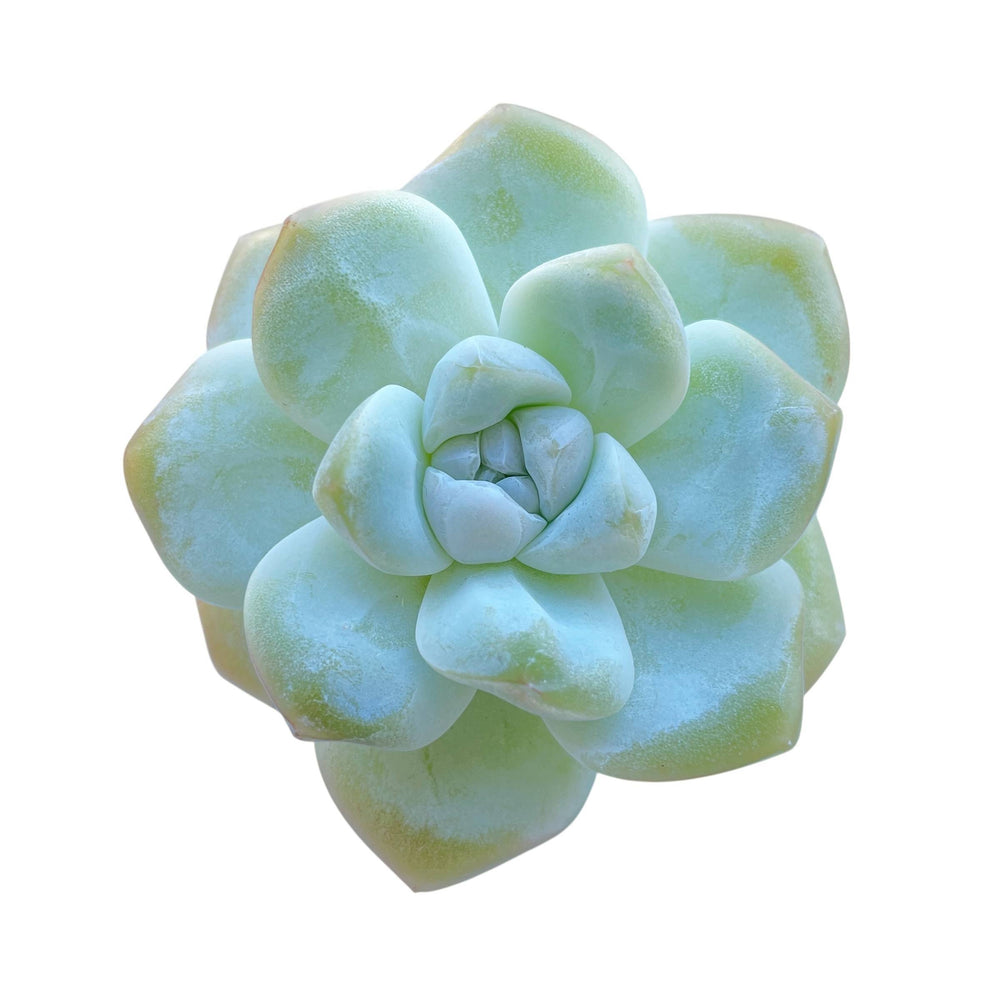 SPECIAL! JUST CART!! Echeveria Ice Green