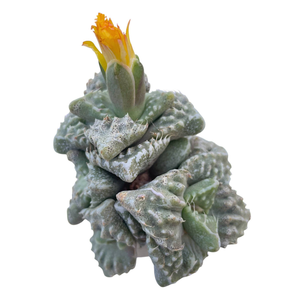 Faucaria Cluster, Possibly Sato Hybrid