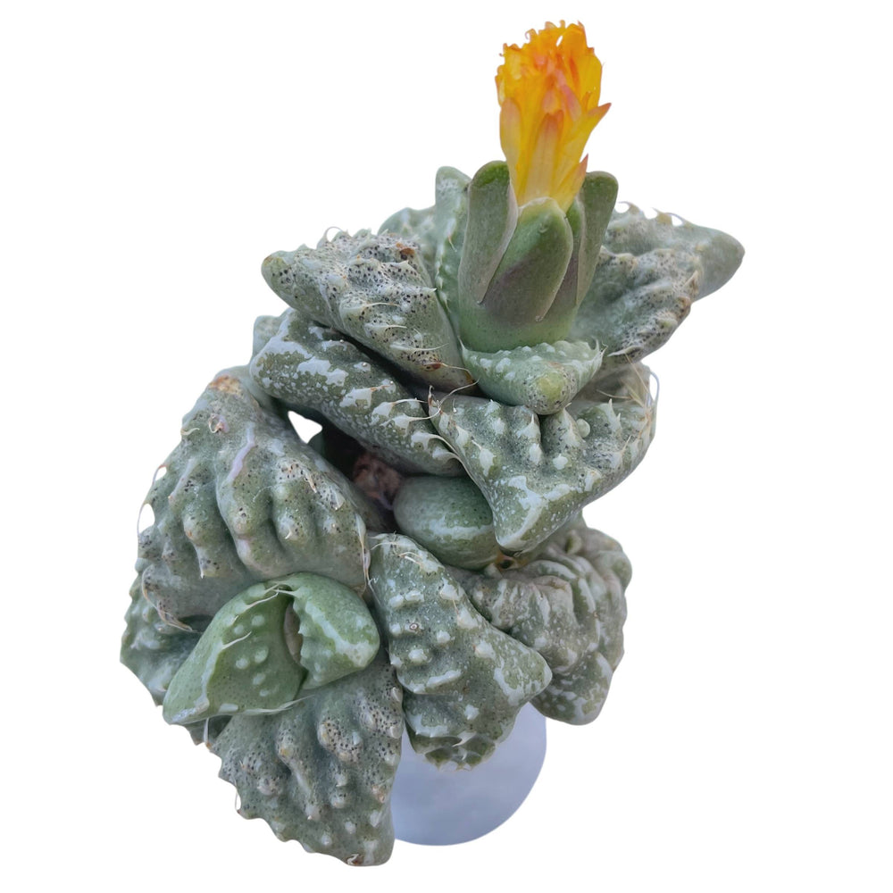 Faucaria Cluster, Possibly Sato Hybrid