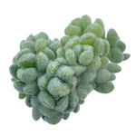 Sedum Hintonii