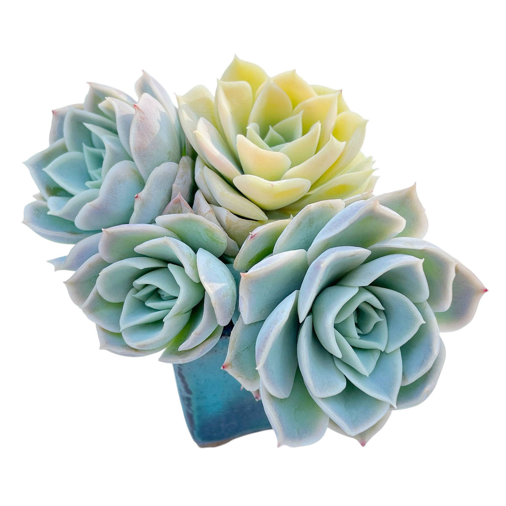 Echeveria Joycelyn's Joy, Variegata