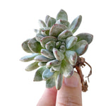 Dudleya Sp.