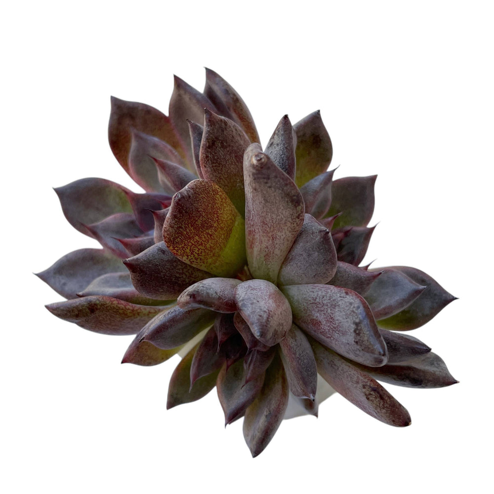 black pearl succulent Echeveria Black Pearl, Triple – Cedar Creek Farmhouse