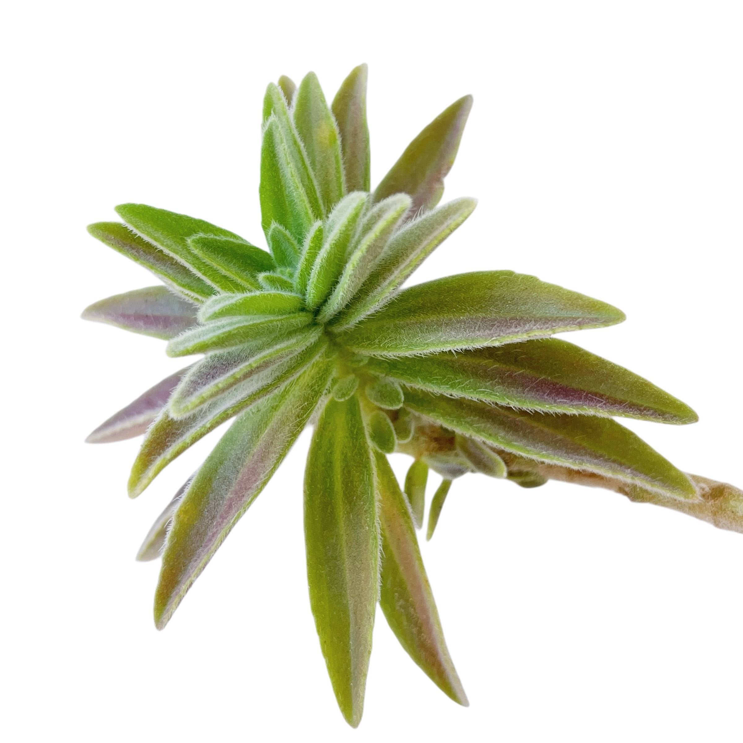 purple star succulent Echeveria Purple Star – Cedar Creek Farmhouse