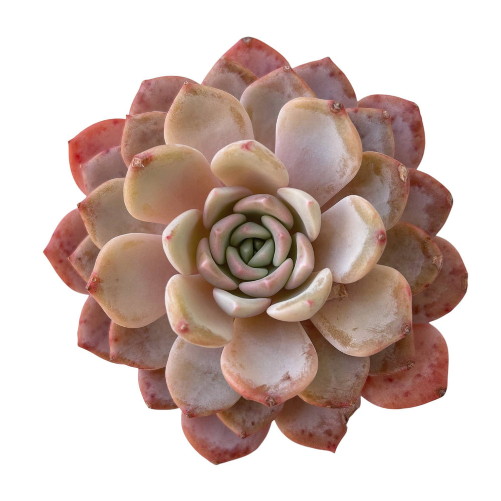 Echeveria Raffine – Cedar Creek Farmhouse