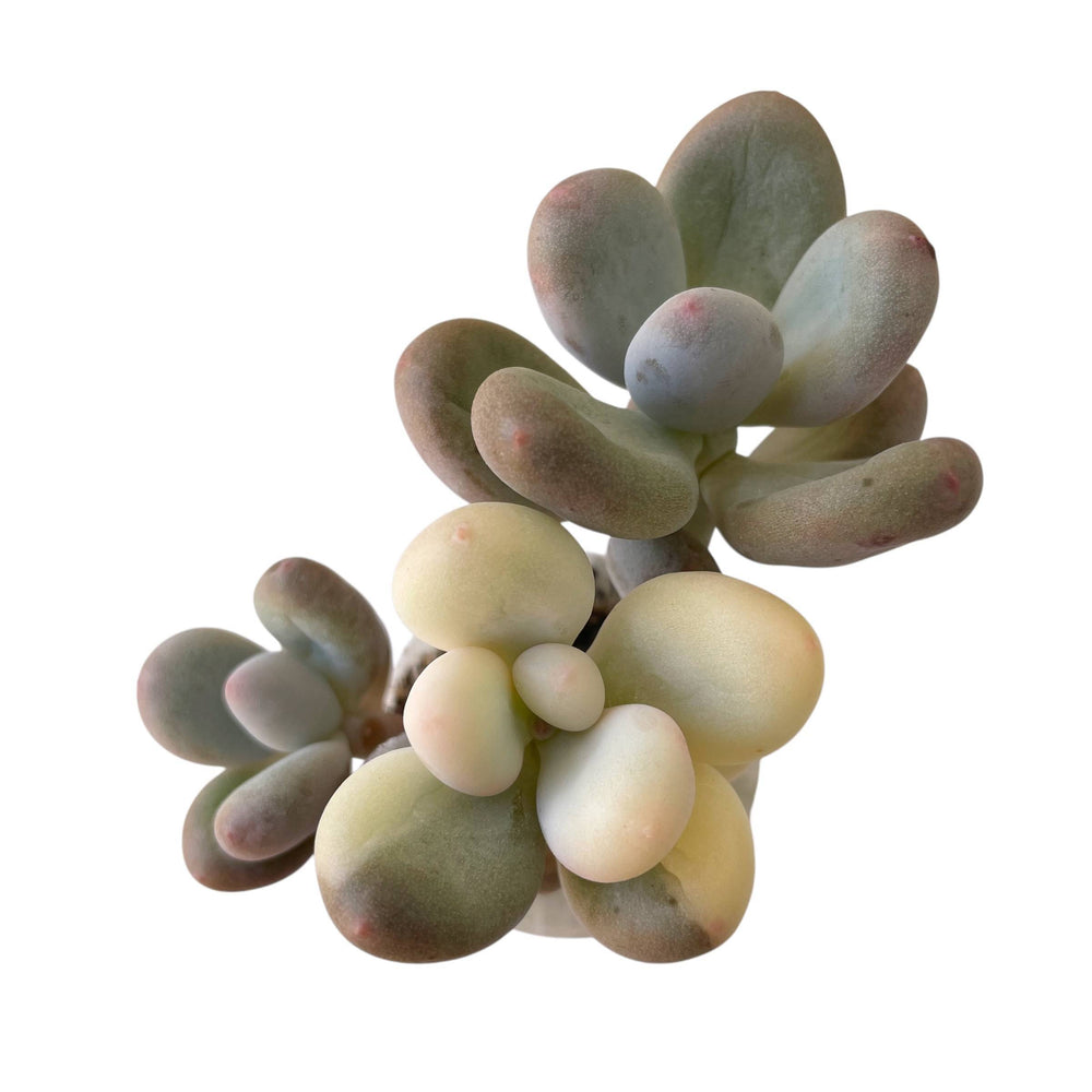 variegated moonstone succulent Pachyphytum Oviferum, Variegata