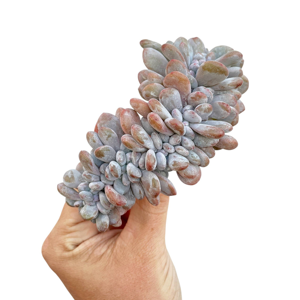 Very Rare! Pachyphytum Cuicatecanum Cristata