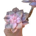 Graptopetalum Superbum, Variegata