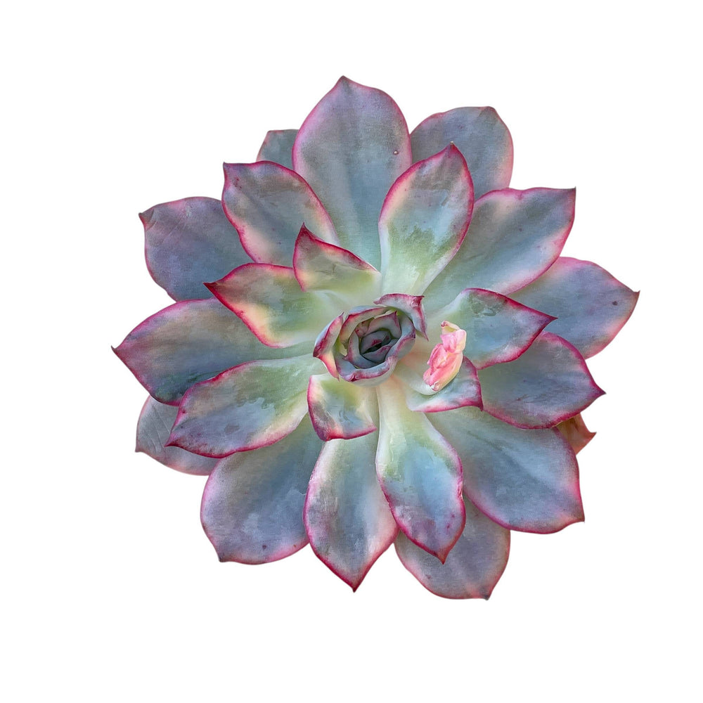 Echeveria Esther, Variegata, Large