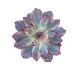 Echeveria Esther, Variegata, Large