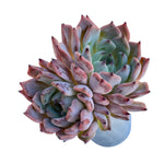 Echeveria Jackal, Double