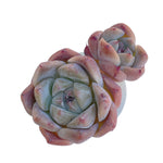 Echeveria Alba Beauty, Classic Double