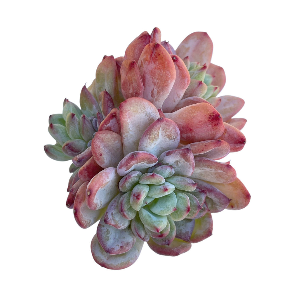 Echeveria Shinebright