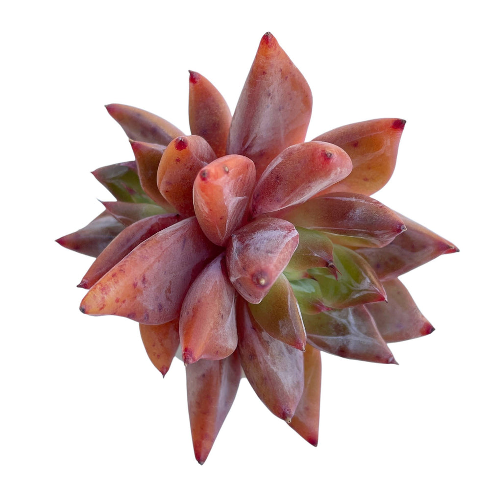 Echeveria Tremolo