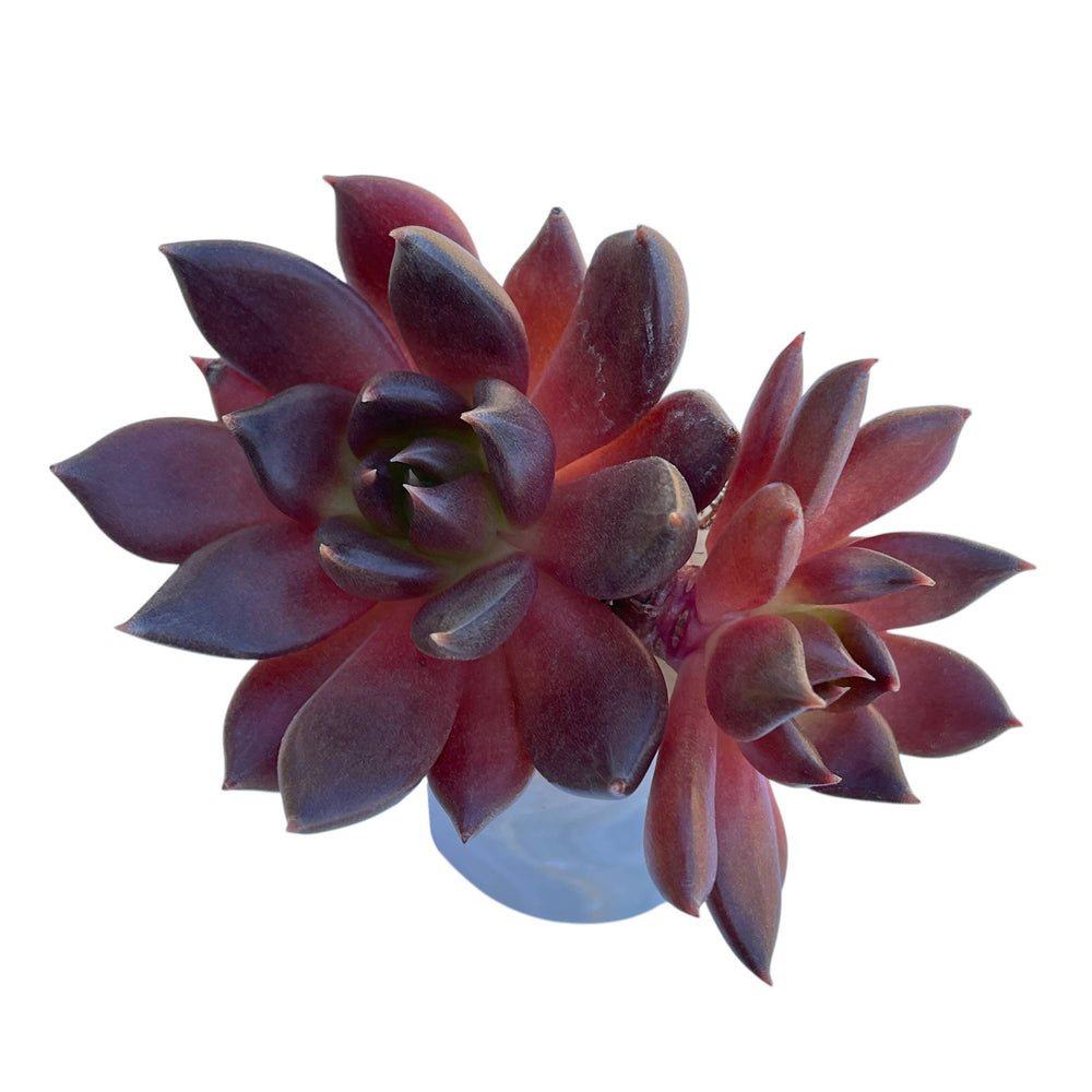 Echeveria Black Bird, Double